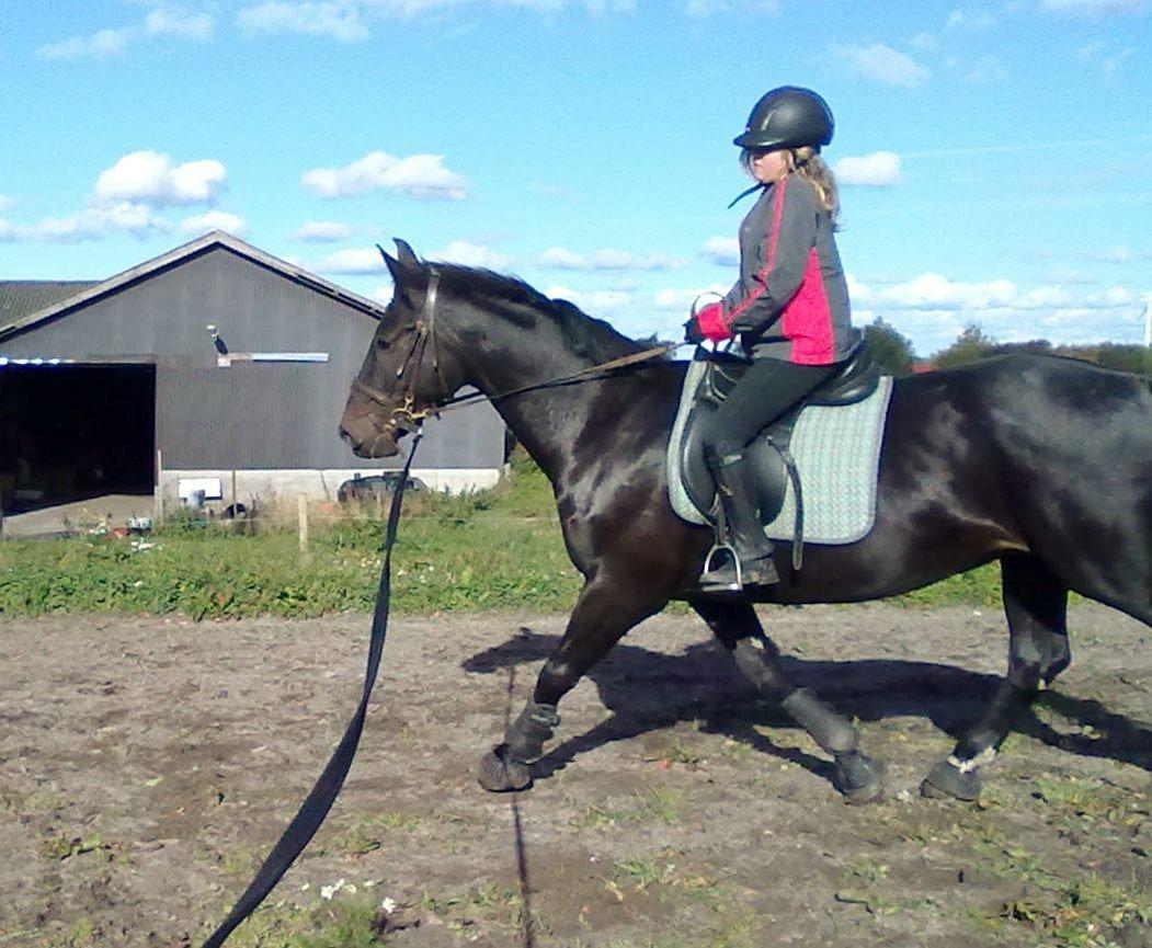 Anden særlig race Sir Arthur billede 21