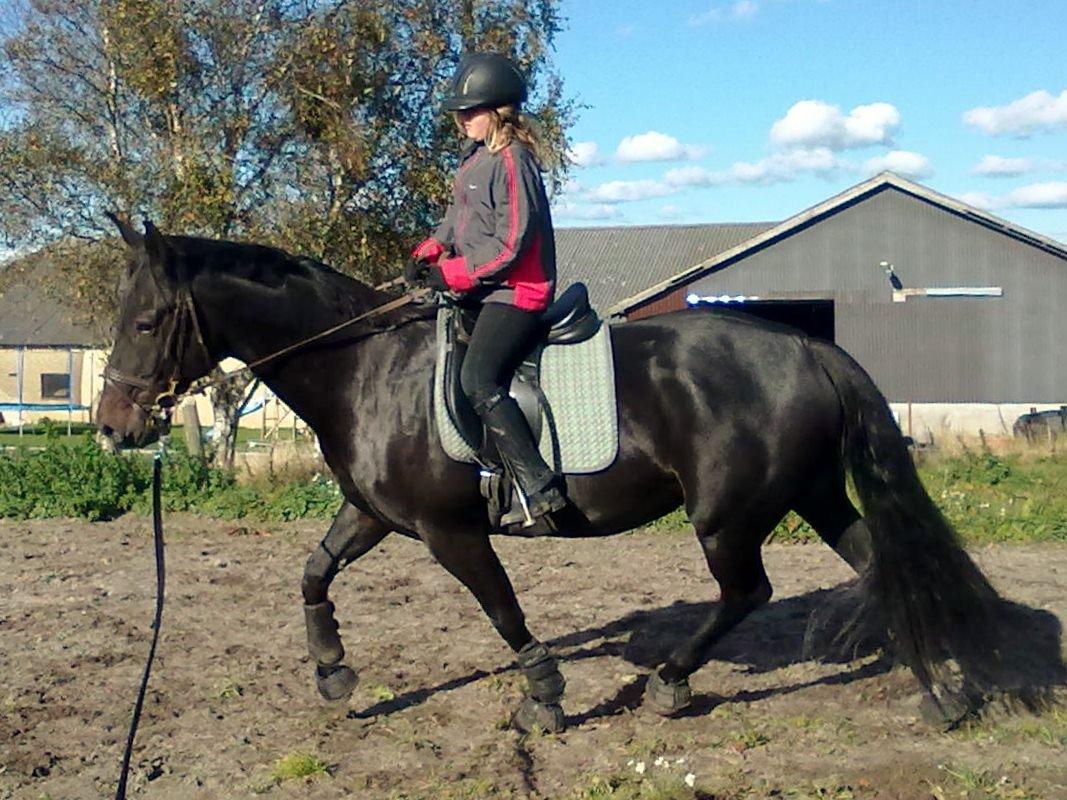 Anden særlig race Sir Arthur billede 22