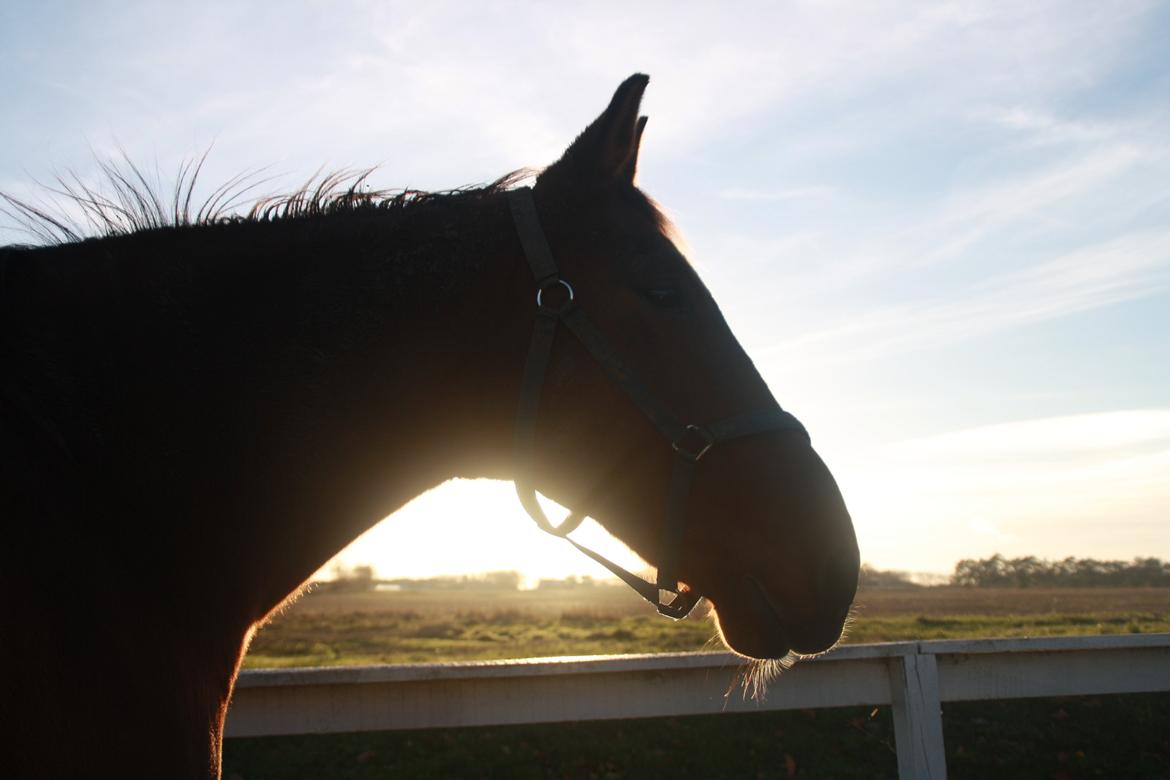 Anden særlig race Sunny -min solstråle<3 billede 3