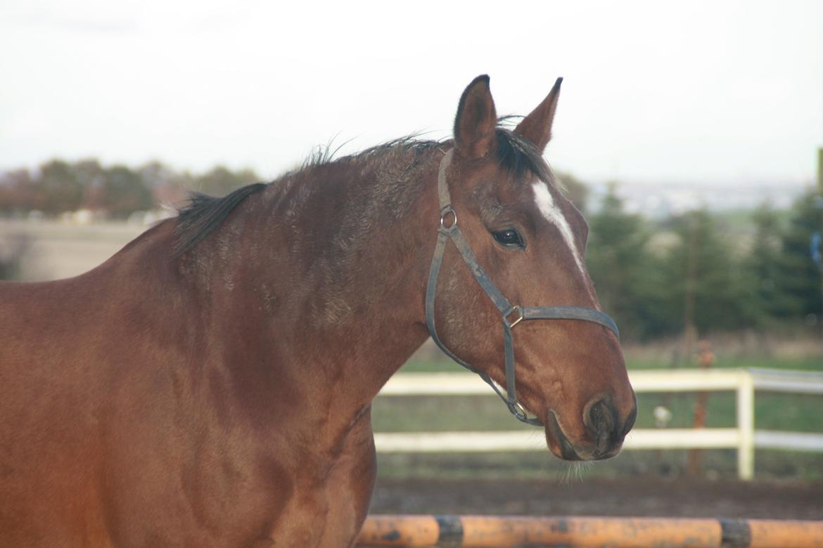 Anden særlig race Sunny -min solstråle<3 - Velkommen til sunnys profil <3 billede 1