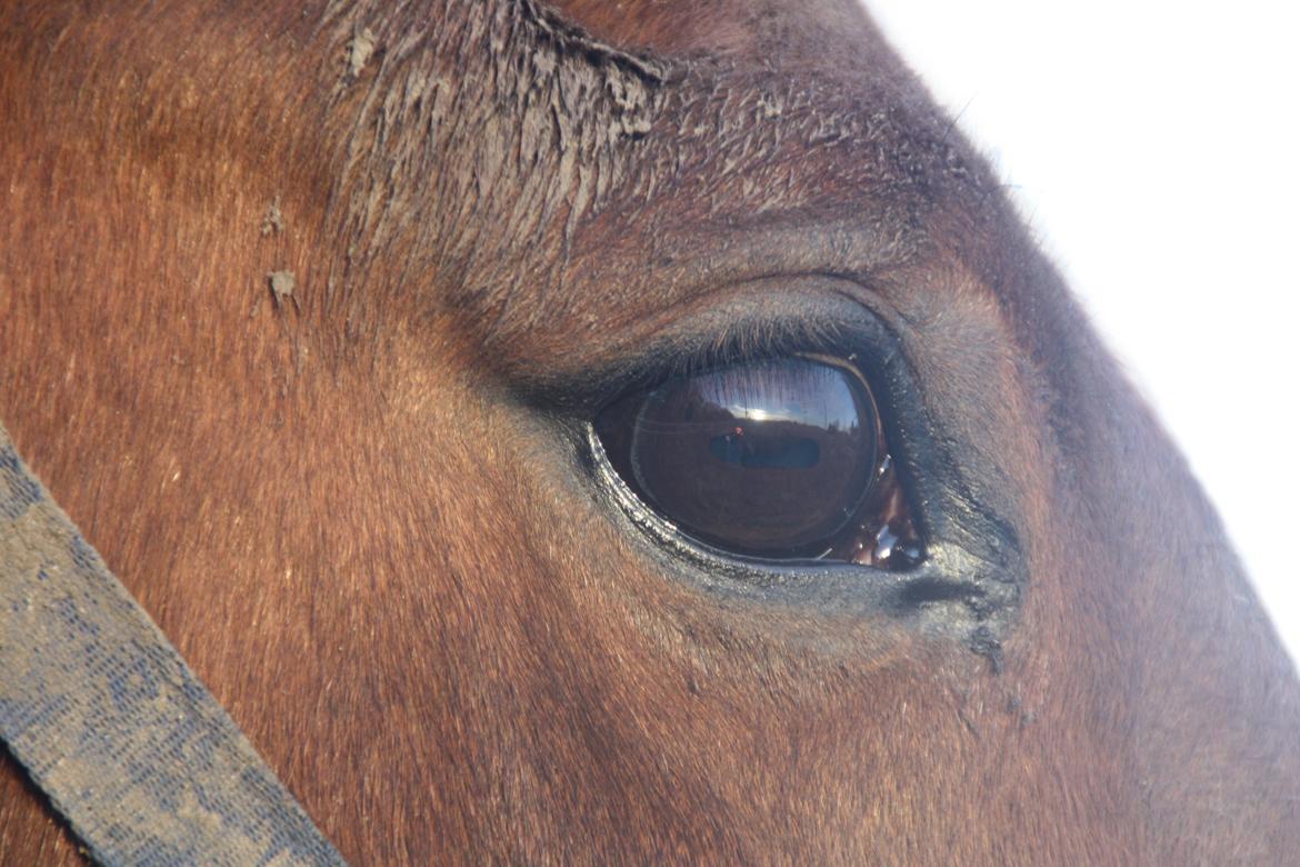 Anden særlig race Sunny -min solstråle<3 - når man kigger ind i dine øjne kan man ikke andet end elske dig forevigt <3 billede 2
