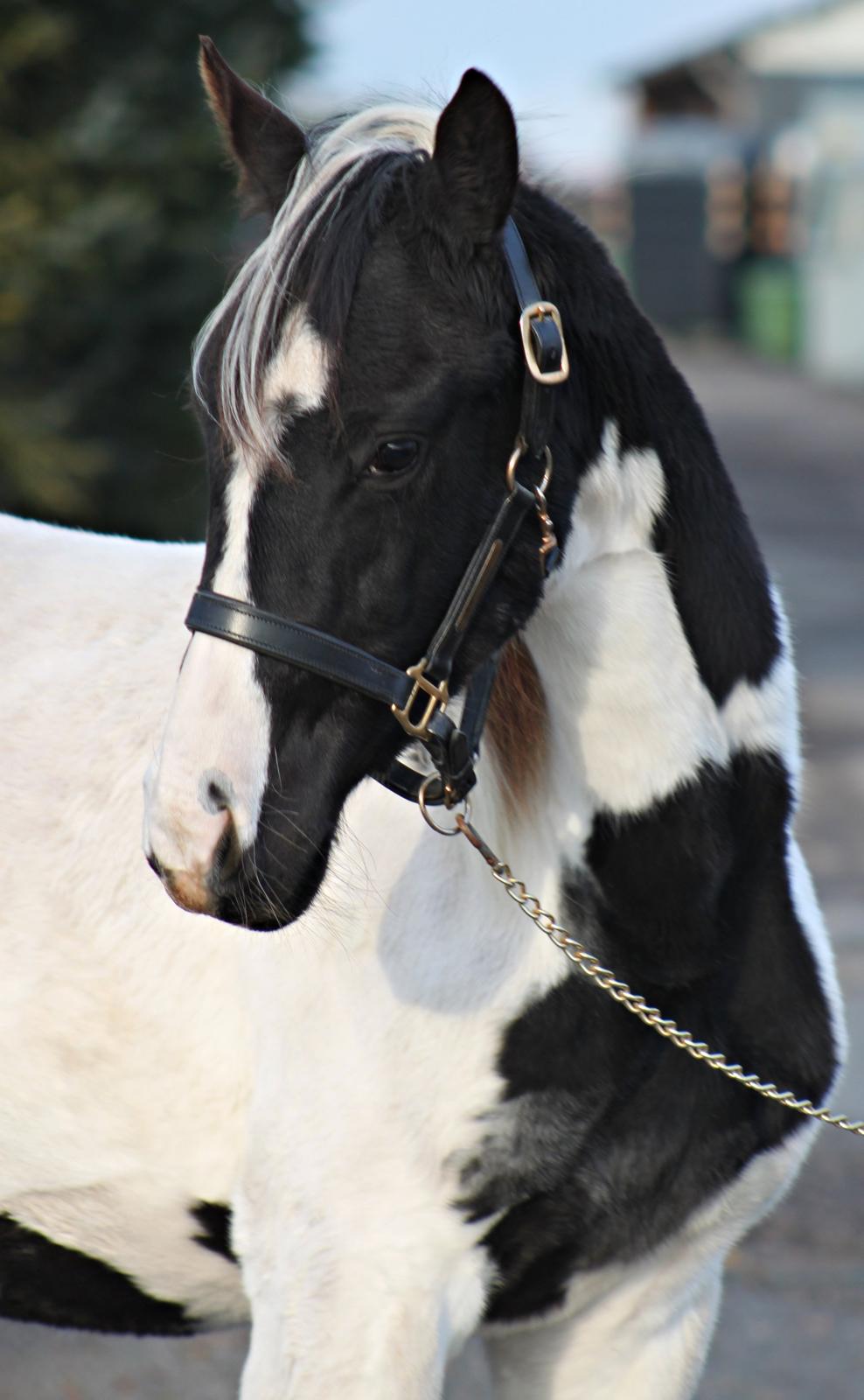 Anden særlig race mascha billede 1