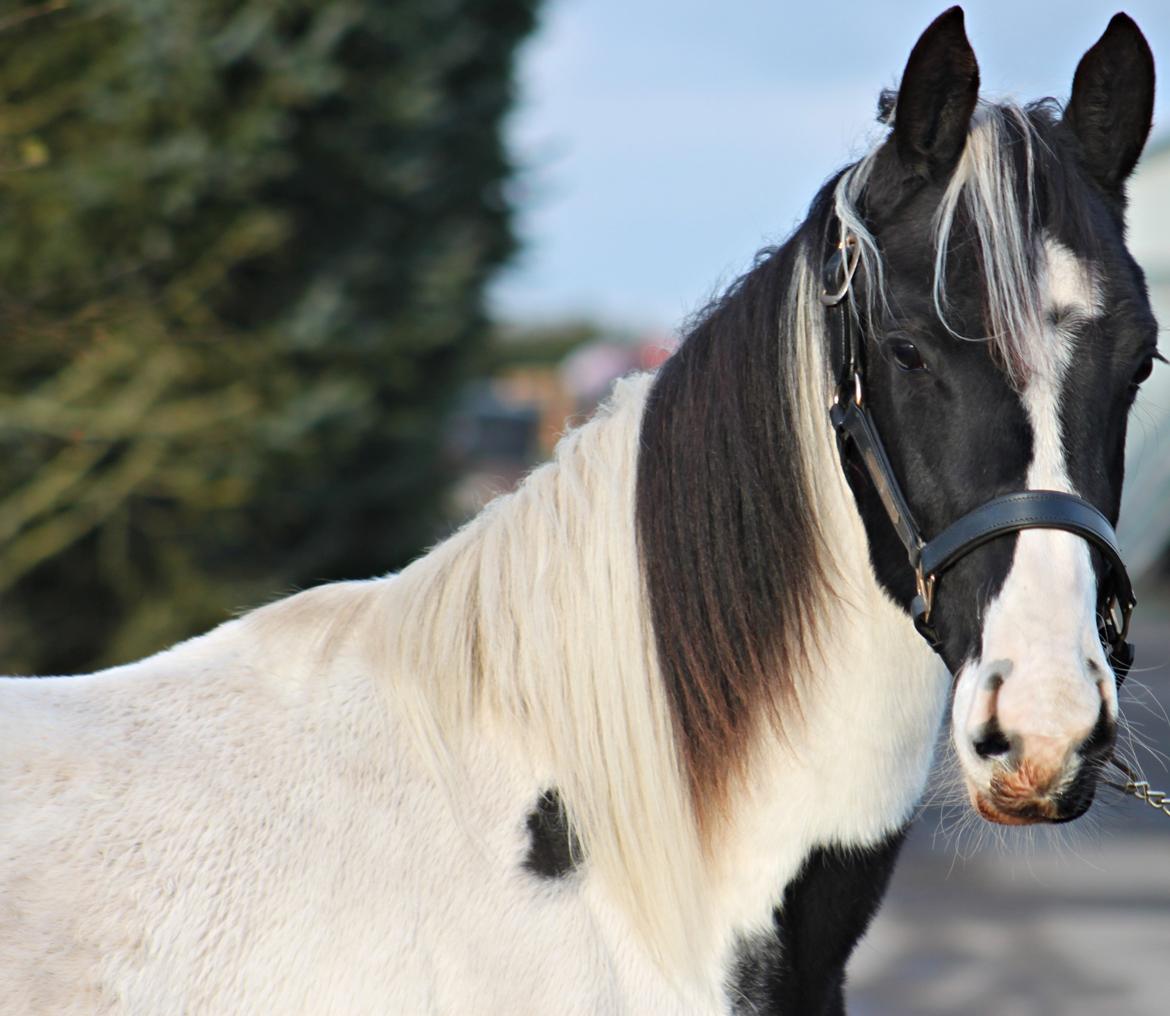 Anden særlig race mascha billede 2
