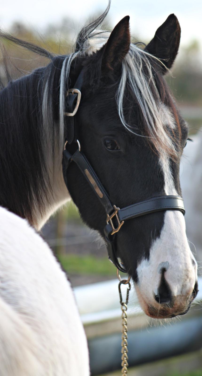 Anden særlig race mascha billede 3