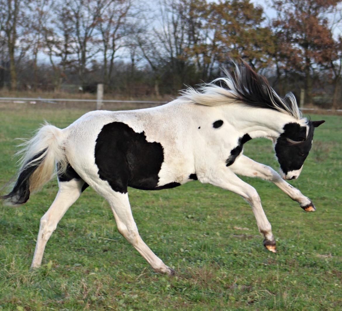 Anden særlig race mascha billede 4