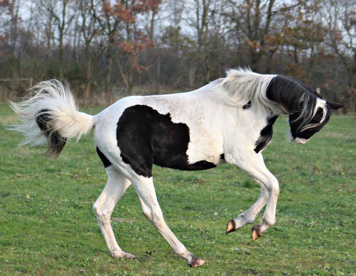 Anden særlig race mascha billede 5