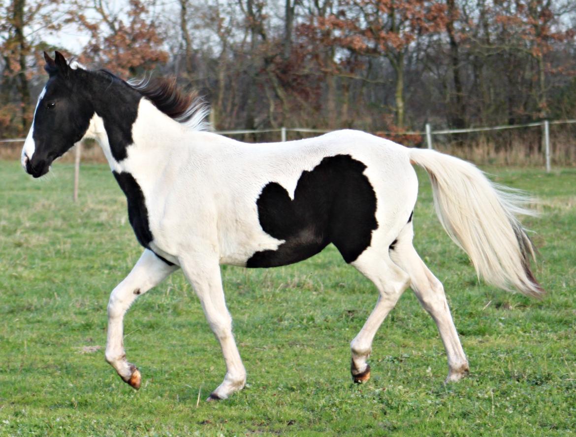 Anden særlig race mascha billede 6