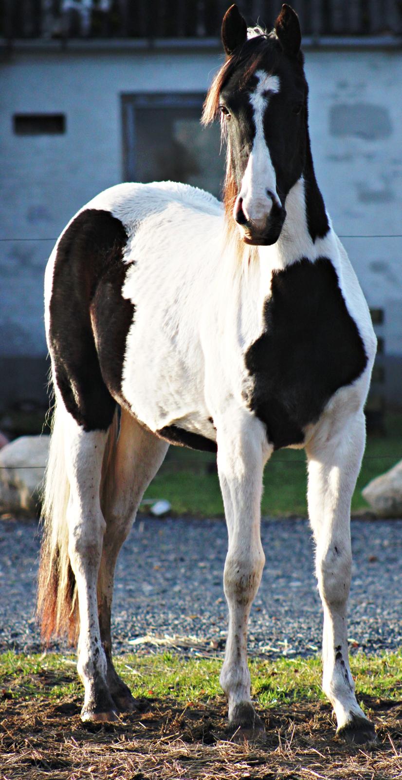 Anden særlig race mascha billede 7