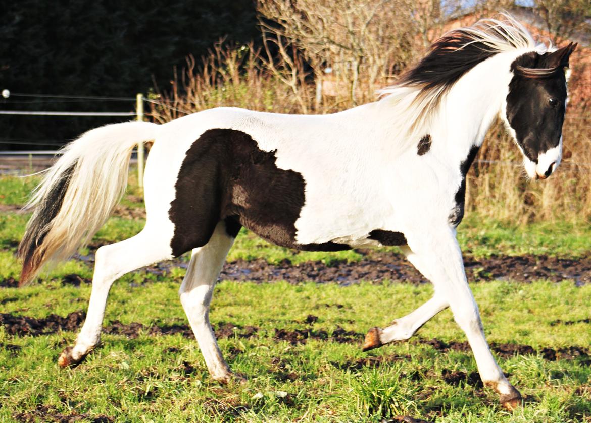 Anden særlig race mascha billede 8