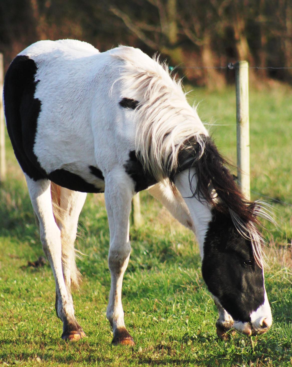 Anden særlig race mascha billede 9