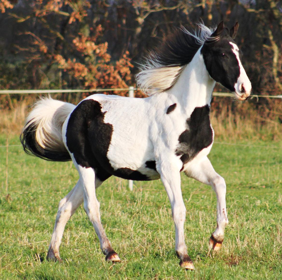Anden særlig race mascha billede 10
