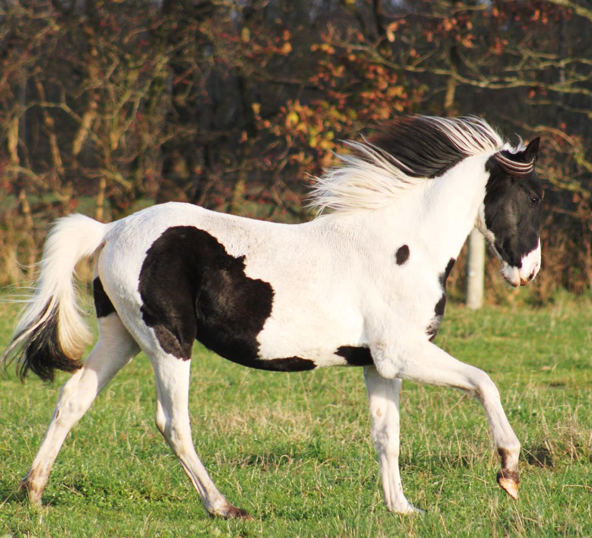 Anden særlig race mascha billede 11