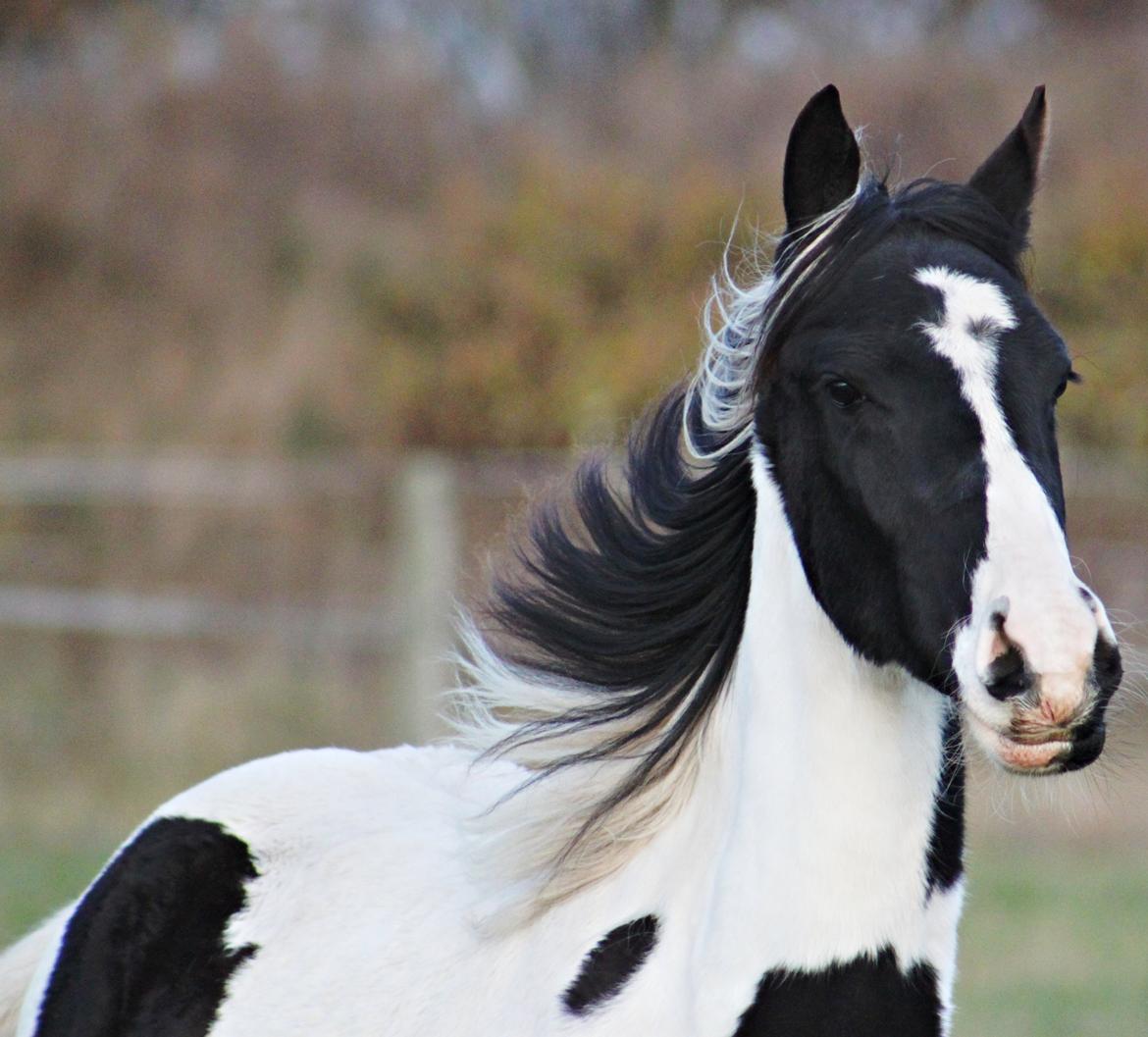 Anden særlig race mascha billede 12