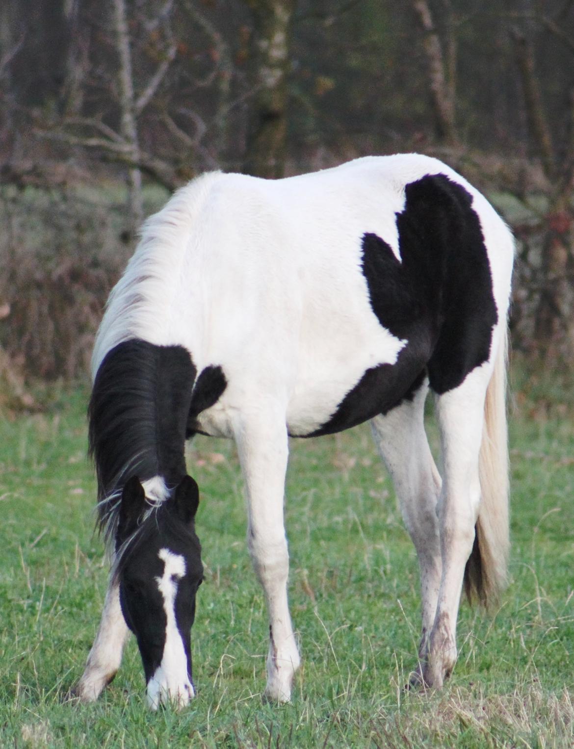 Anden særlig race mascha billede 13
