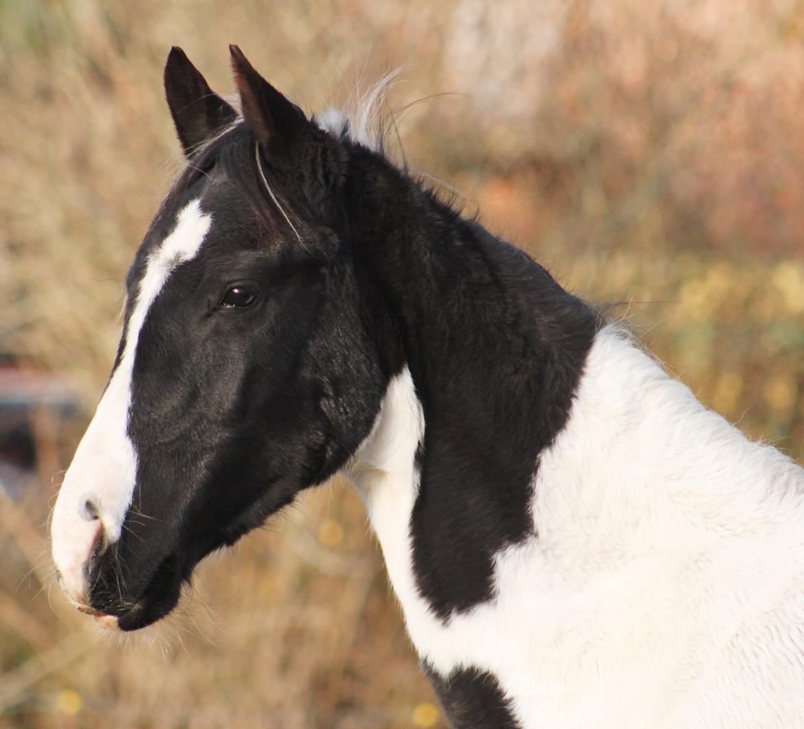 Anden særlig race mascha billede 14