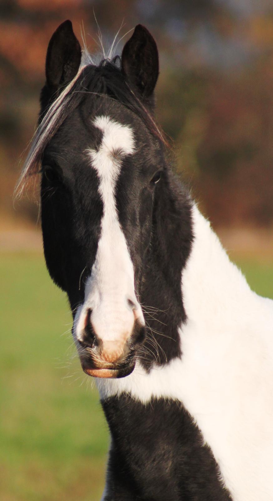 Anden særlig race mascha billede 15
