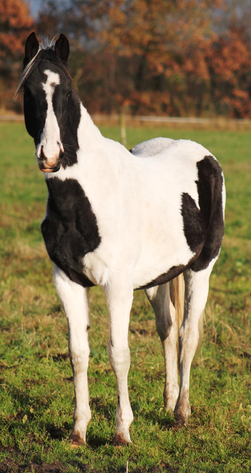 Anden særlig race mascha billede 16