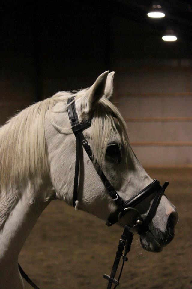 Anden særlig race Meritza - PriNSeSseN<3 billede 7