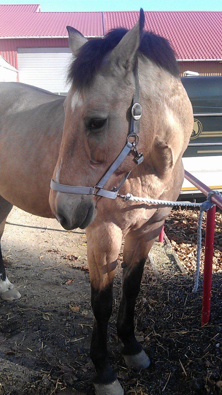 Palomino Skadekærs First Goldline (Grevinden) [Part] R.I.P billede 16