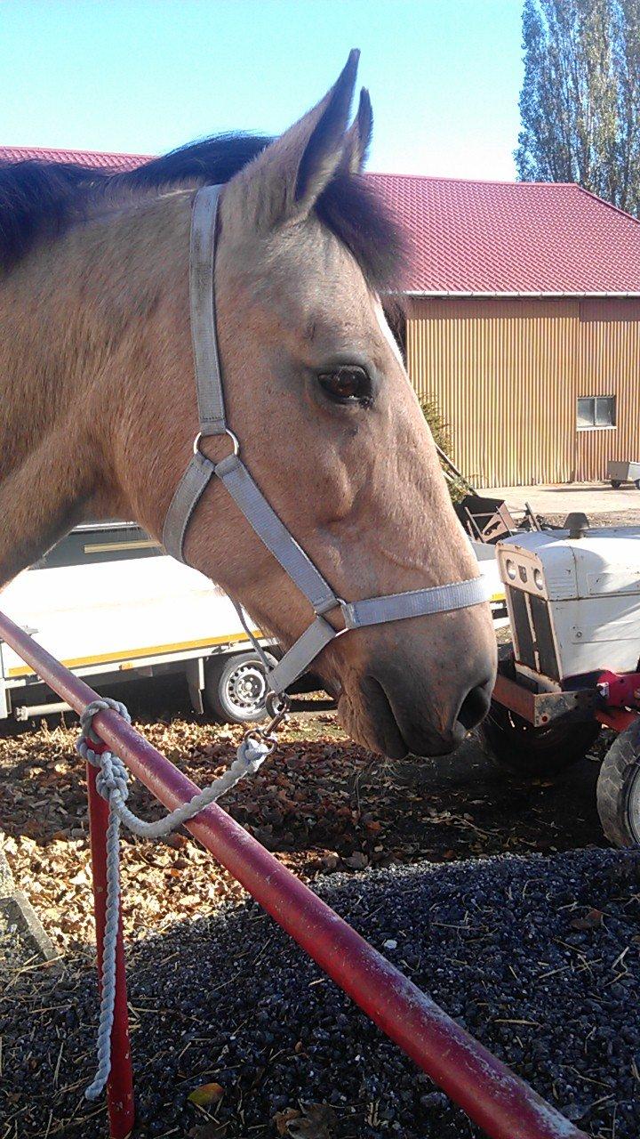 Palomino Skadekærs First Goldline (Grevinden) [Part] R.I.P billede 17