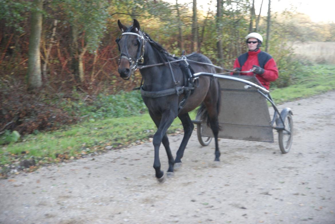 Traver Walkabout - Walkabout den 30-10-12 billede 4