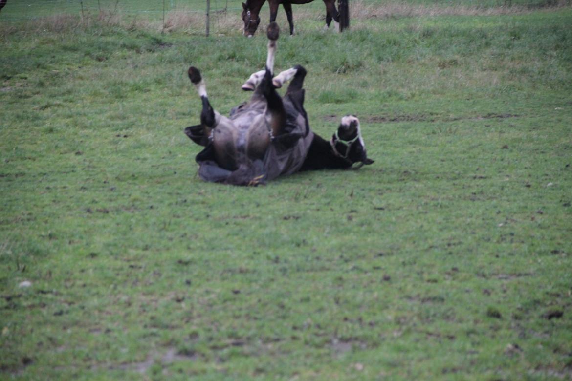 Welsh Pony (sec B) BAKKEGAADEN´S CHAPAIN - det klør :) det er nu altid dejligt med en rulle tur :) billede 17