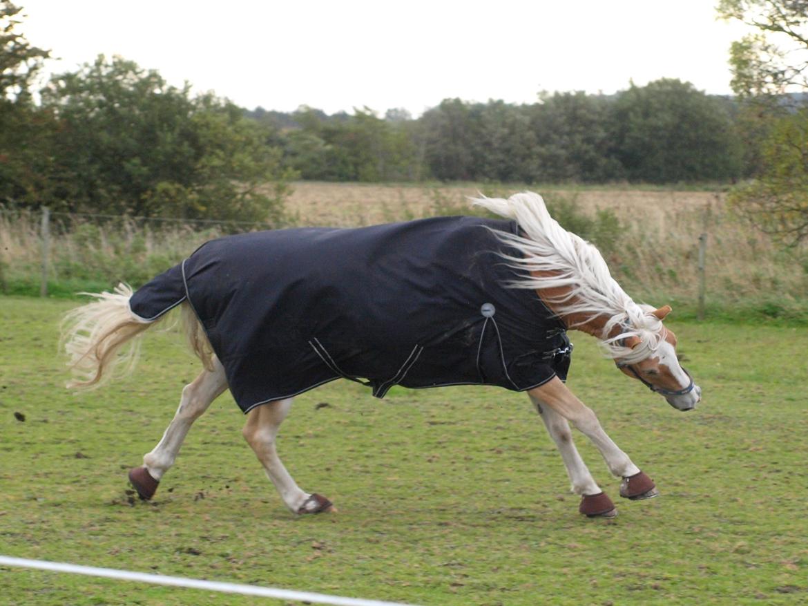 Haflinger Waldy - Du er bare det største legebarn! :)
Taget af mig :) billede 7