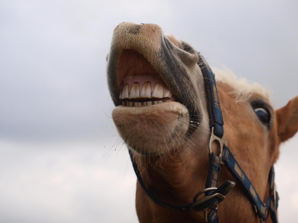 Haflinger Waldy - Du er bare for dejlig! <3
Taget af mig :) billede 14