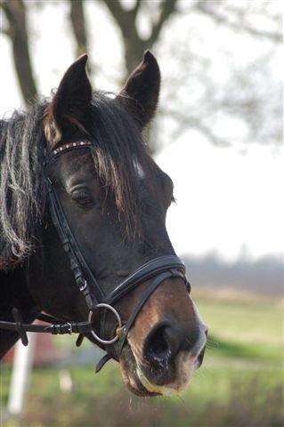 Holstener Cosby billede 17