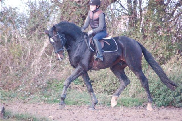 Holstener Cosby billede 18