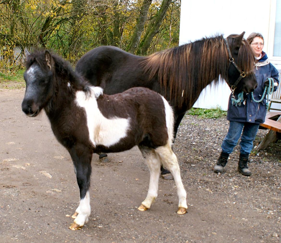 Islænder Hrafntinna fra Langtved - Hrafntinna og hendes føl Hrafnkell fra Langtved :) billede 7