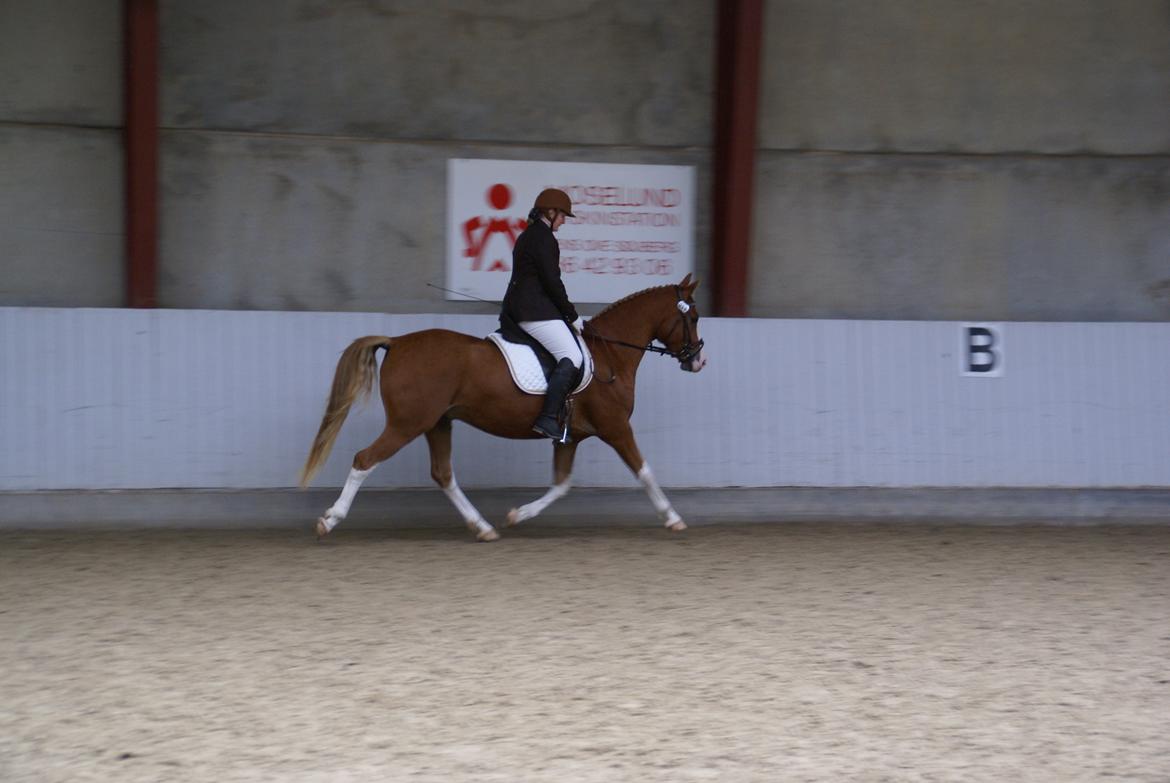Tysk Sportspony Mr. Fancy Pants - DSP Championat  billede 13