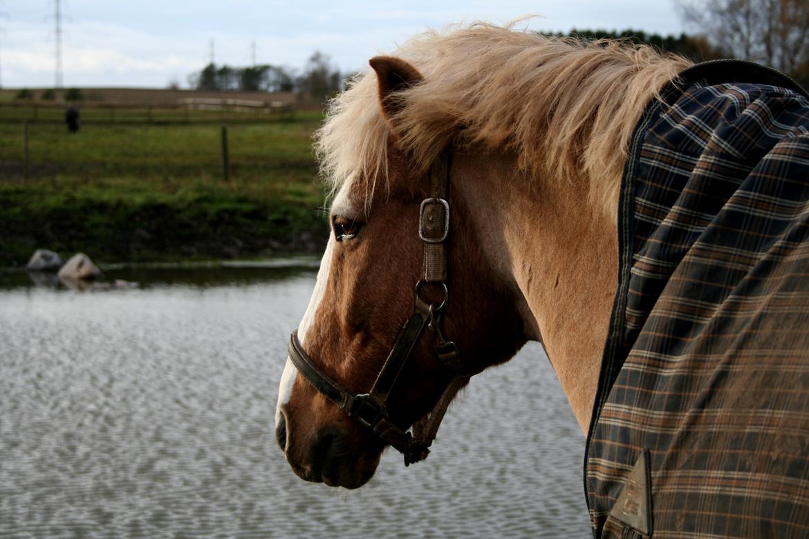 Anden særlig race Pablo billede 2
