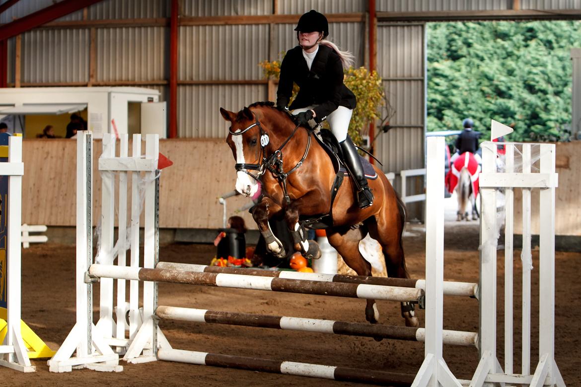 Tysk Sportspony Artos (fedtmulen) B-pony - Tosse og mit sidste stævne sammen :'(<3. Han var fantastisk!! Første LB** <3<3 billede 9