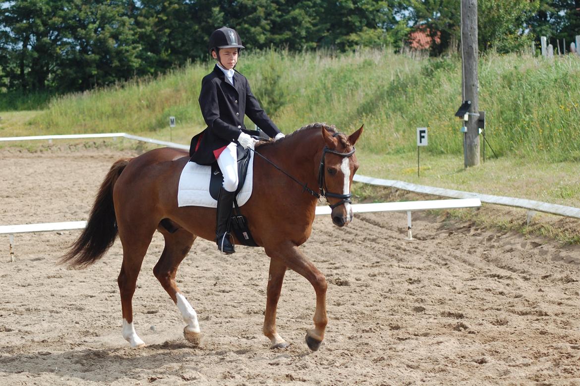 New Forest Kantje's Bardoes - Stævne i Vester Hassing billede 11