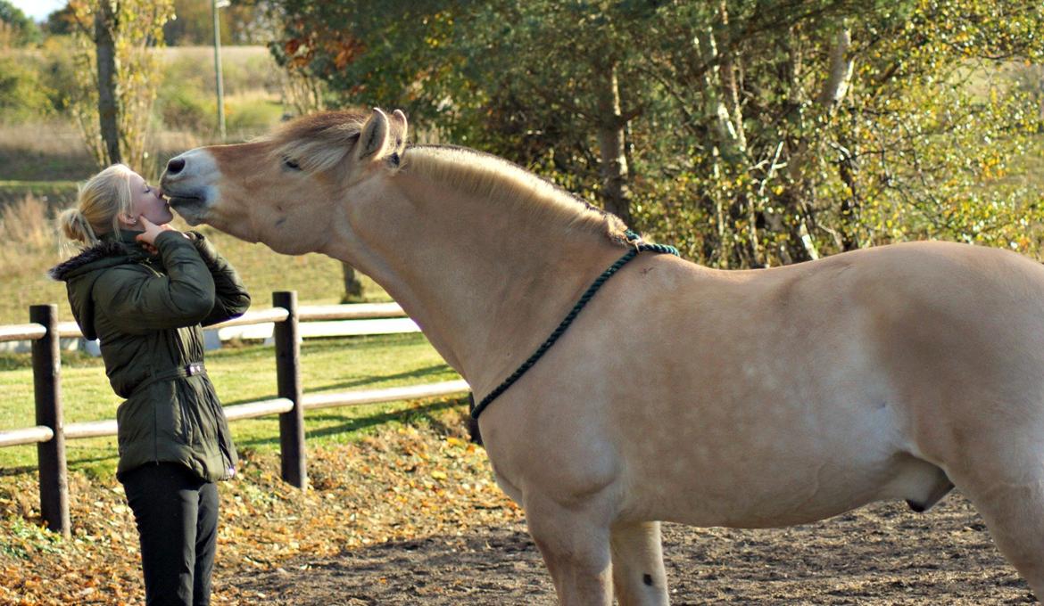 Fjordhest Viktor Vårby *Guldklumpen* - 
Pony og jeg ^_^<3 møssar! elsker seriøst den pony :')   billede 14