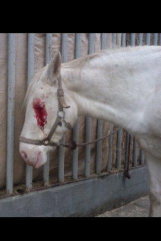 Knabstrupper Tonkas Nashanti - lille ponypige :(
med lidt meget blod i hovedet ....... billede 16