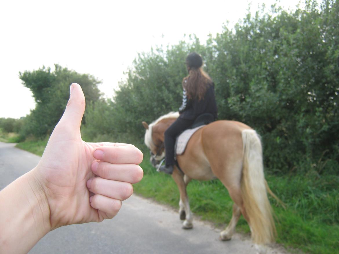 Haflinger Sandy van de Lohöfte (Balder) - Når enden er god er alting godt.<3 billede 23