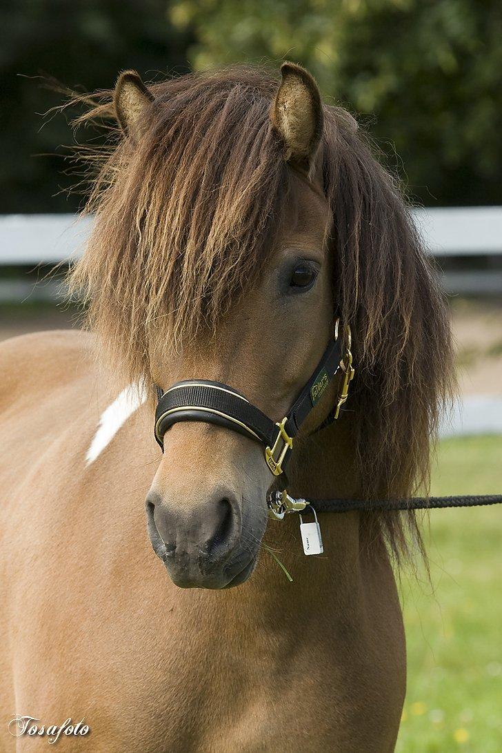 Islænder Sunshine  [Solgt] - Velkommen til Sunshines profil billede 1