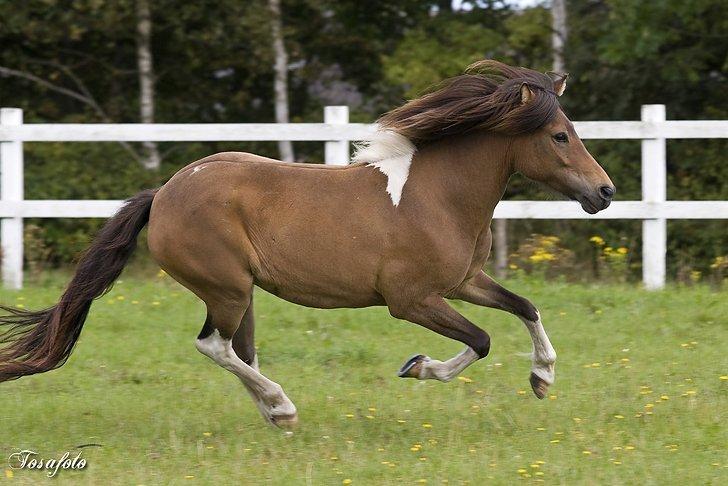 Islænder Sunshine  [Solgt] - Her kommer jeg :-) billede 3