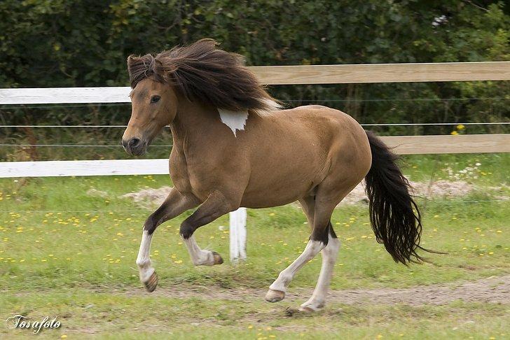 Islænder Sunshine  [Solgt] billede 4