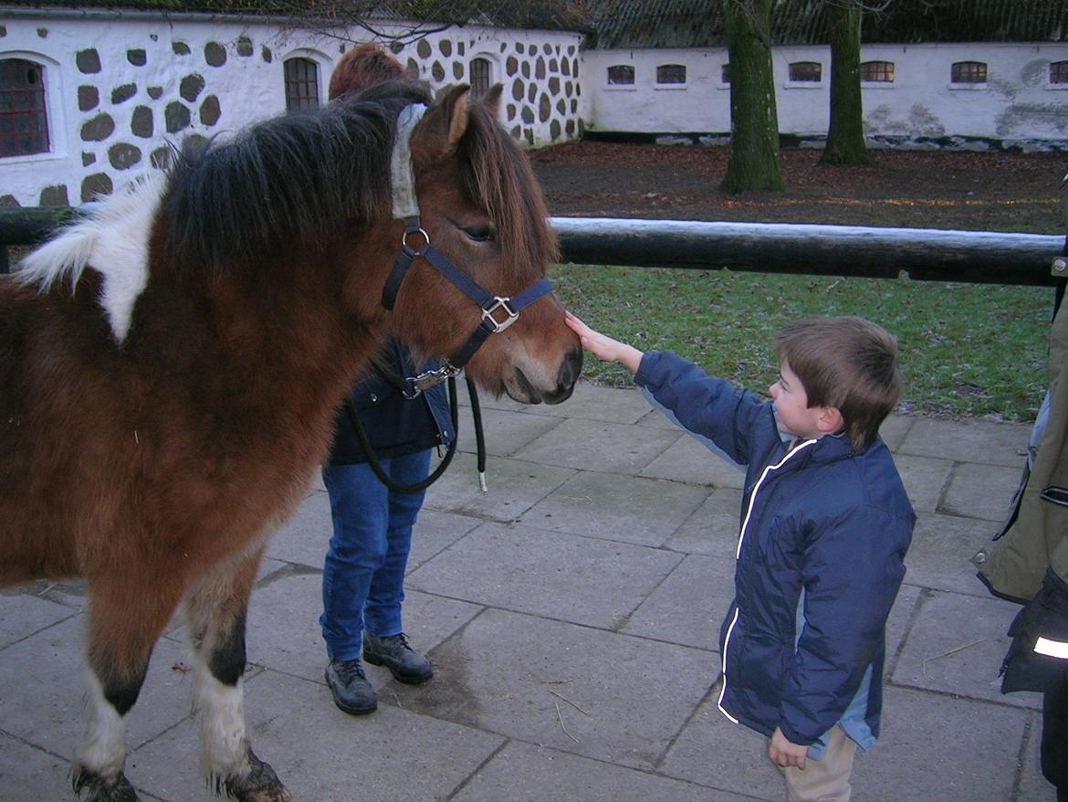 Islænder Sunshine  [Solgt] billede 5