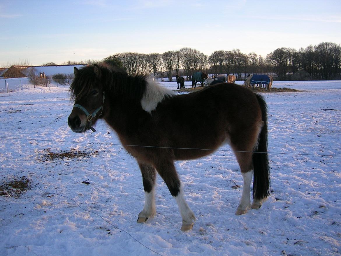 Islænder Sunshine  [Solgt] - På folden sammen med de andre krikker..... billede 6