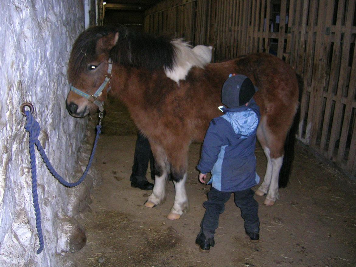 Islænder Sunshine  [Solgt] - Så skal hun gøres klar til en lille ridetur :) billede 7