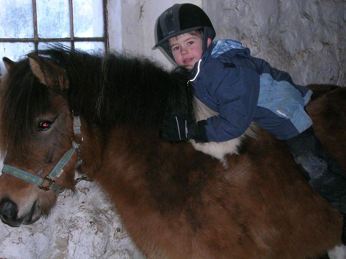 Islænder Sunshine  [Solgt] - Min første kærlighed he..he.. billede 8