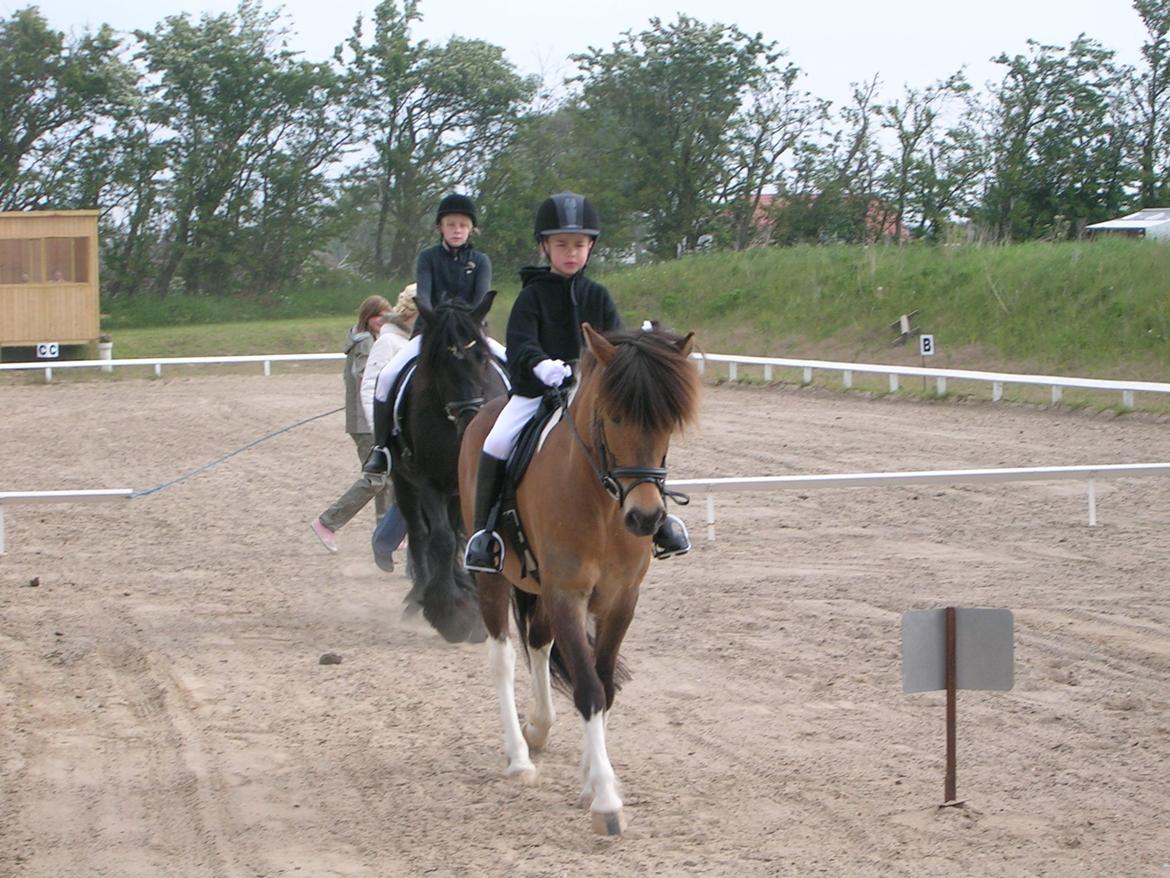 Islænder Sunshine  [Solgt] - Man kan vel føre sig frem :)) billede 12