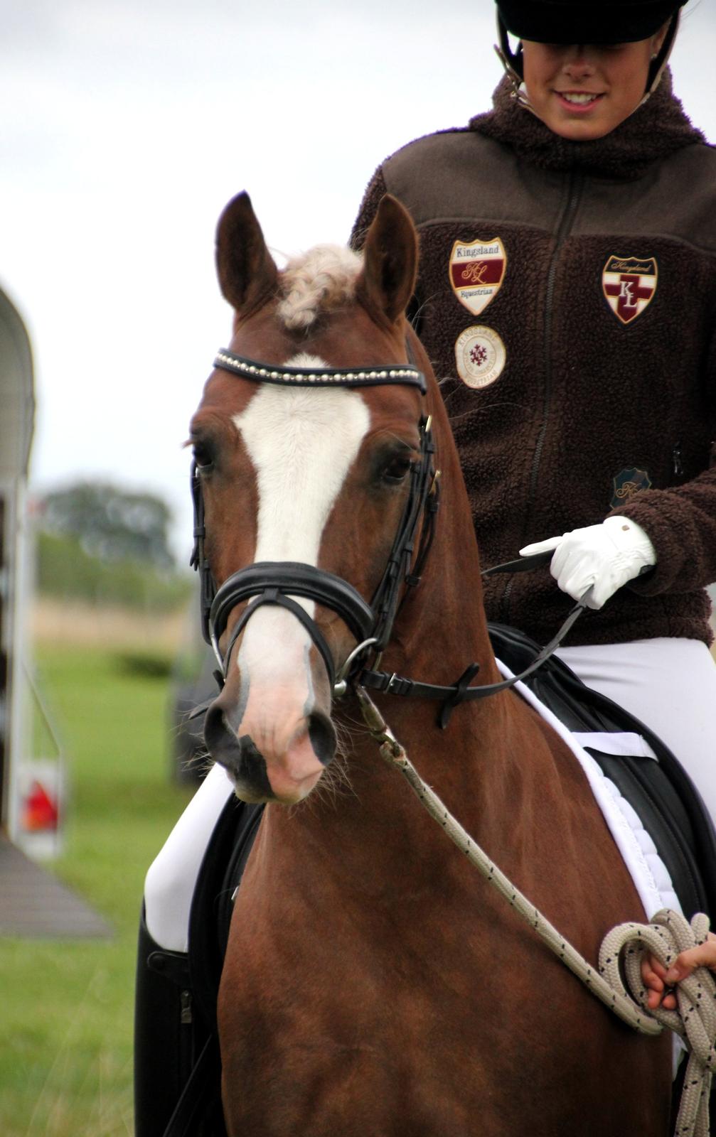 Welsh Pony af Cob-type (sec C) Fjordglimt Mr. George - Baby pony til stævne <3 Foto: Cecilie billede 19