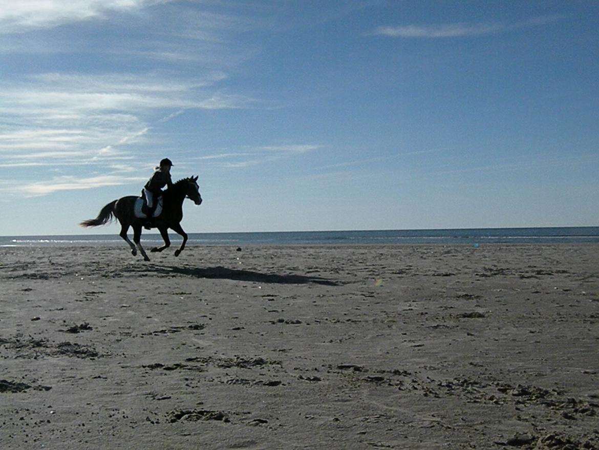 DSP Simba - Galop på super ponyen Rømø 2010 billede 16