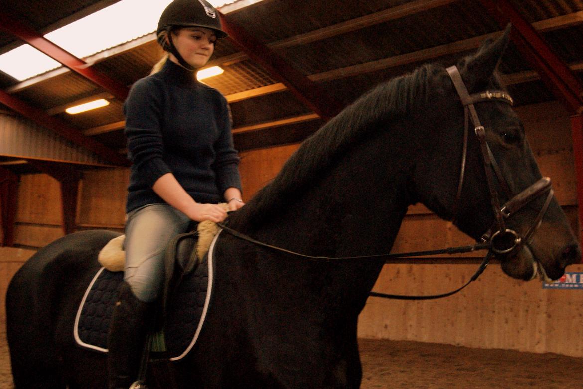 Hollandsk Varmblod Donghen W.H. - Smukke Donghen!  billede 4