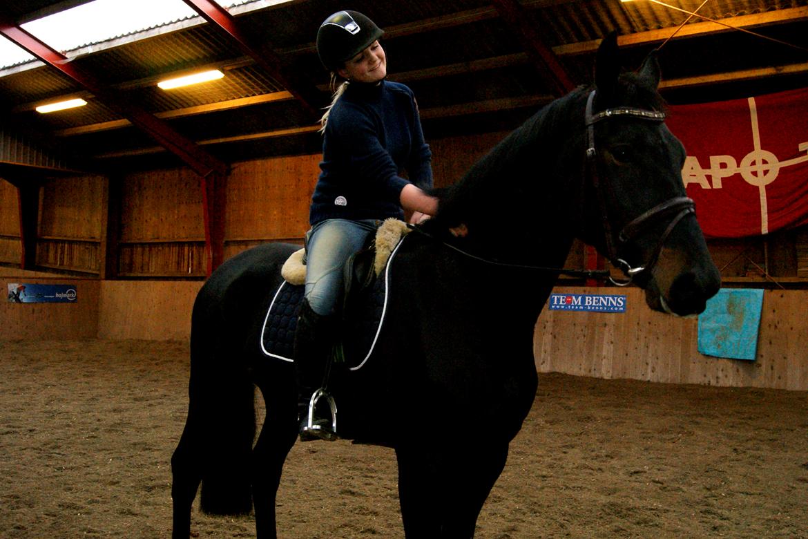 Hollandsk Varmblod Donghen W.H. billede 10